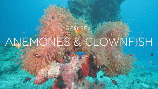 Anemones and clownfish