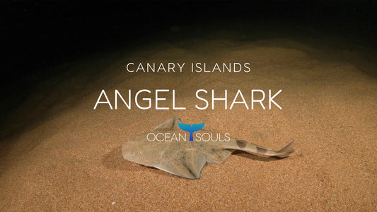 Angel shark