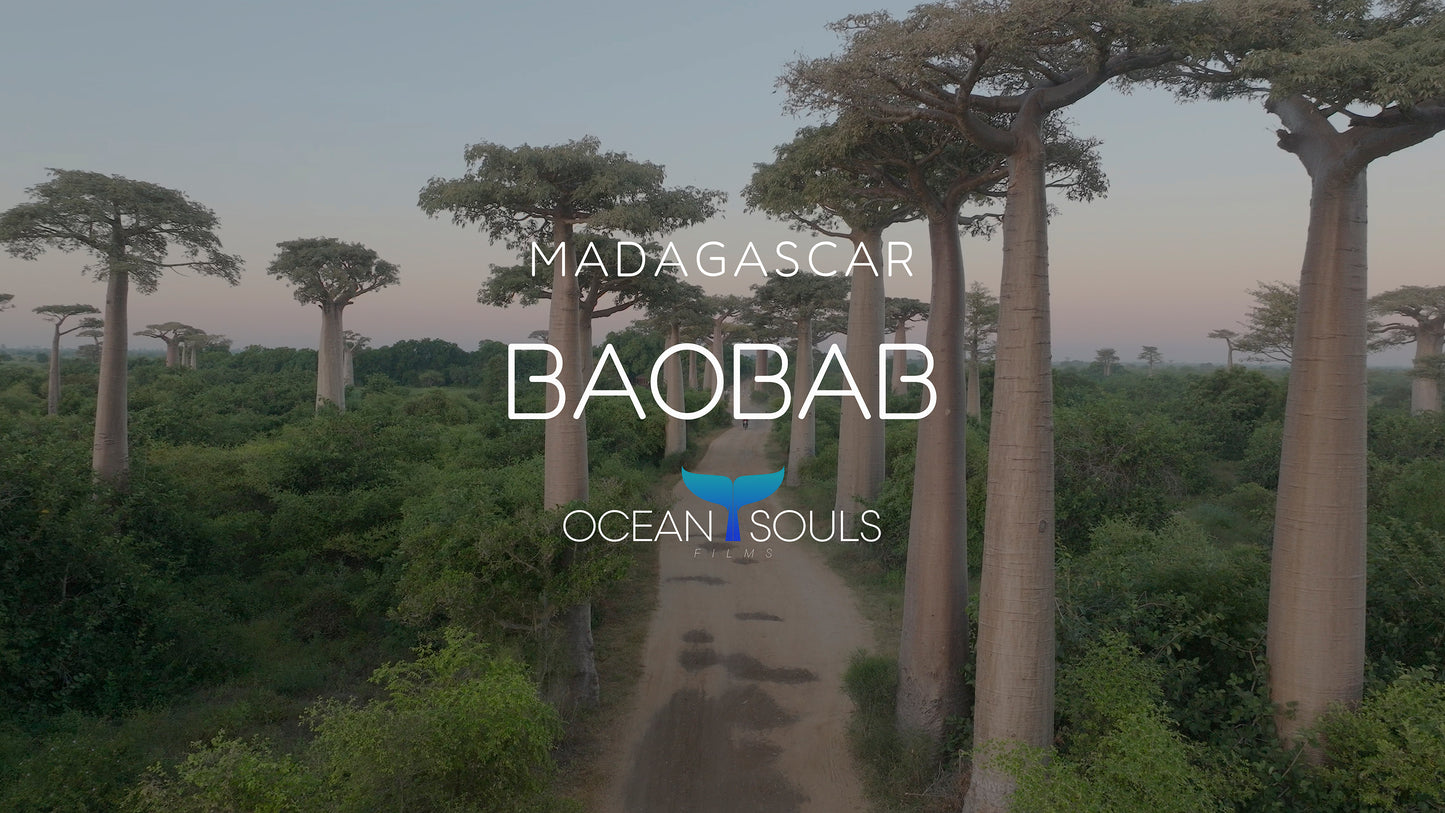 Baobab