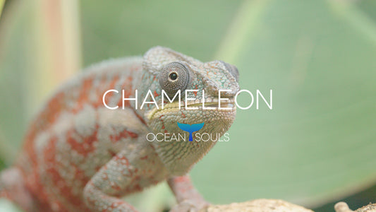 Chameleon