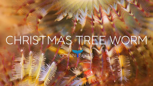 Christmas tree worm