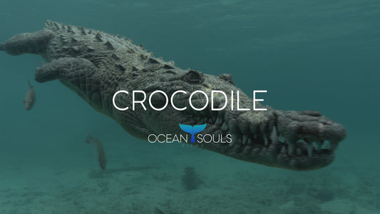 Crocodile