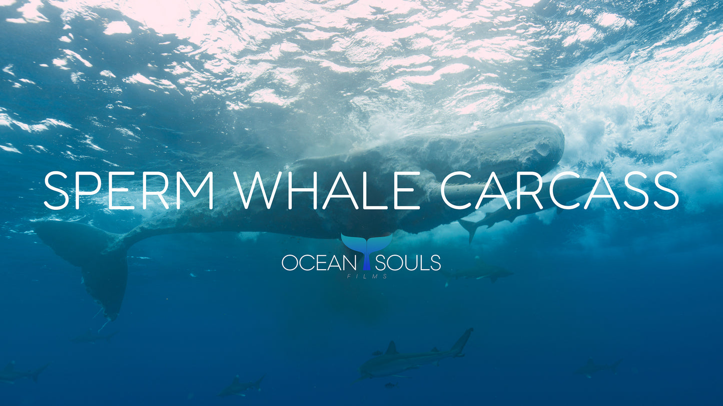 Sperm whale carcass