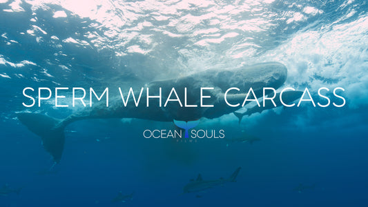 Sperm whale carcass