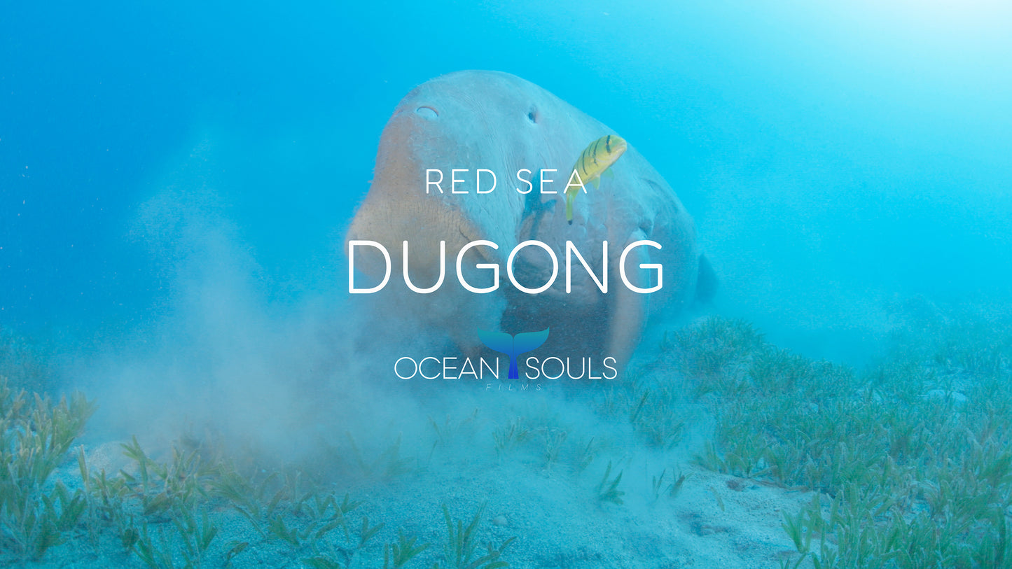 Dugong