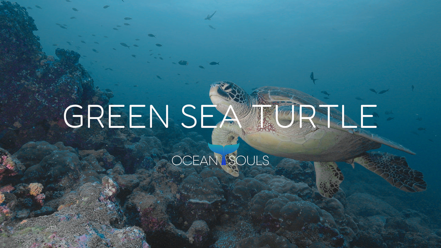 Green sea turtle