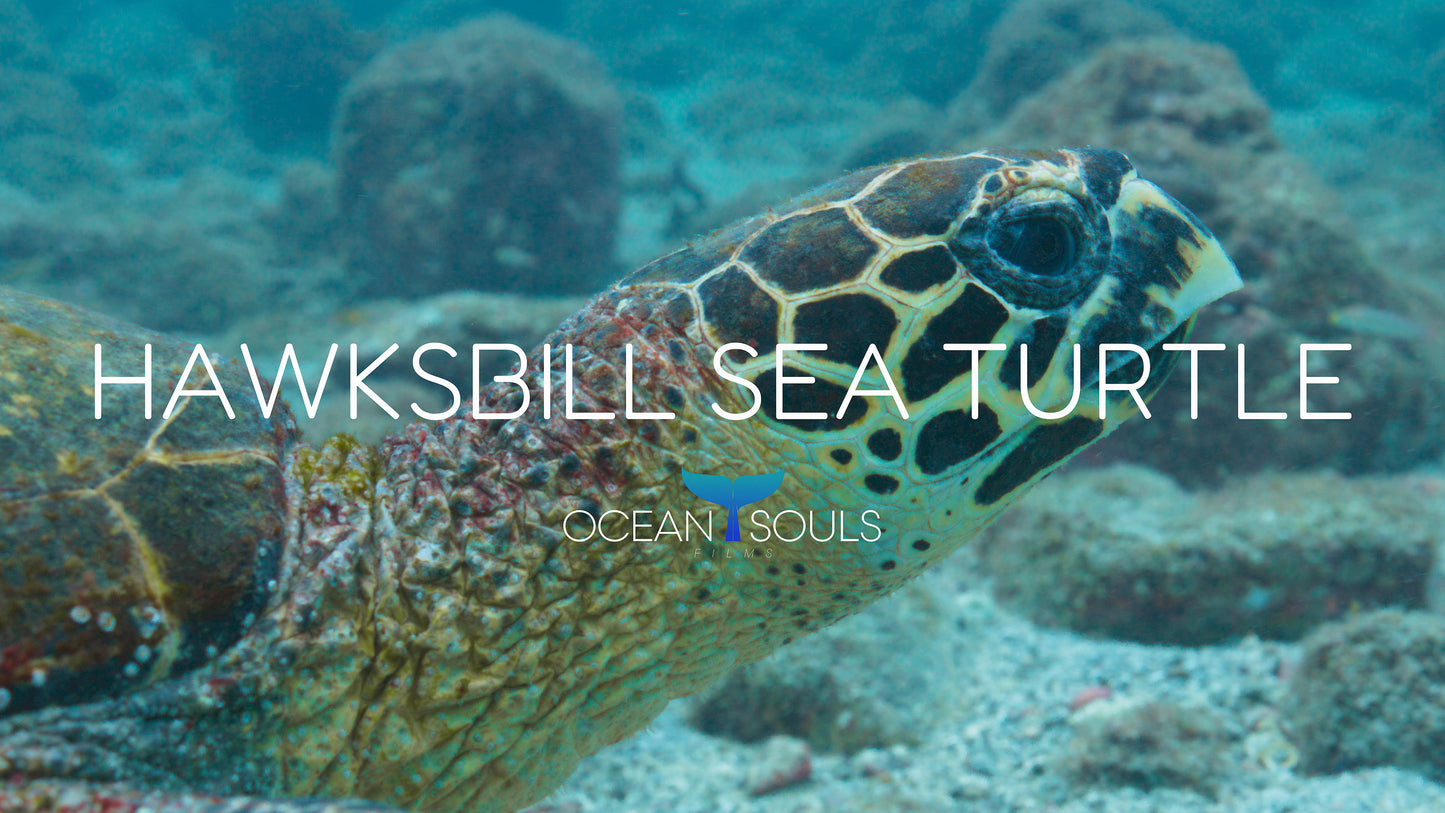 Hawksbill sea turtle