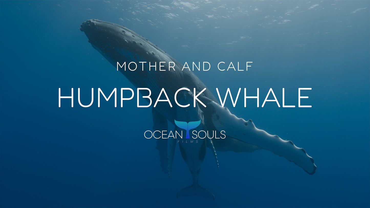 Humpback whale - Mother and calf
