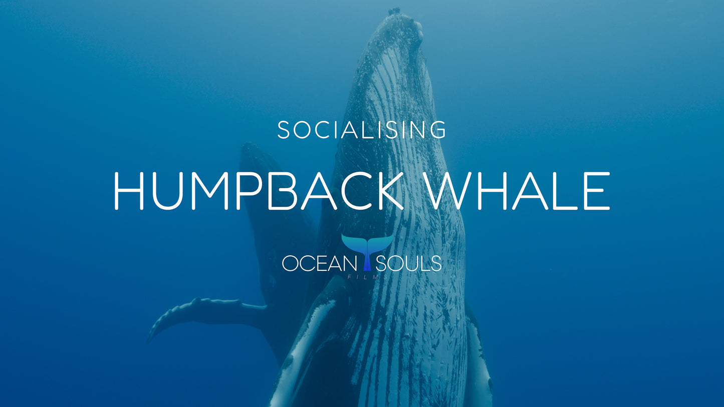 Humpback whale - Socialising