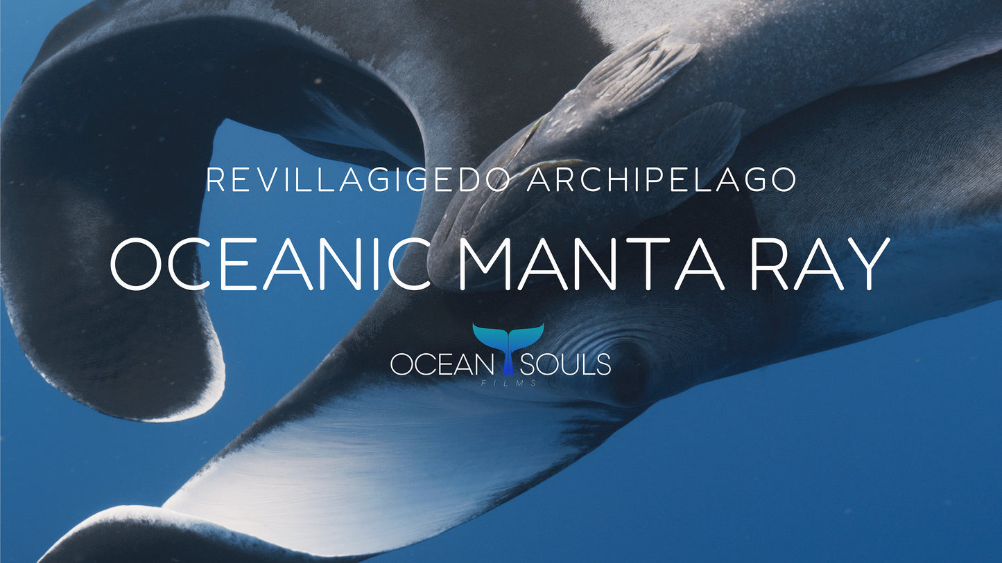 Oceanic manta ray