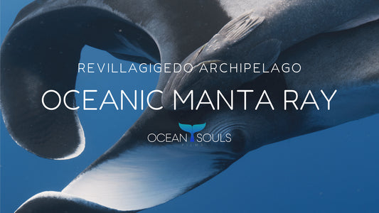 Oceanic manta ray