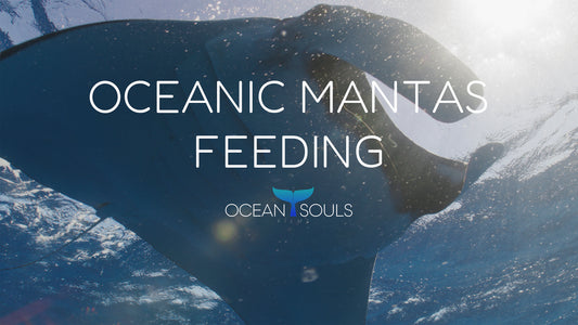 Oceanic mantas feeding