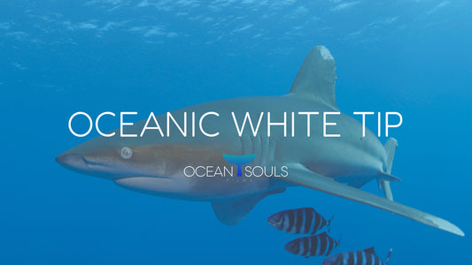 Oceanic white tip