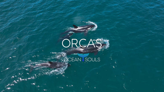 Orcas