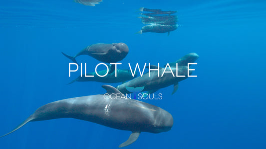 Pilot whale