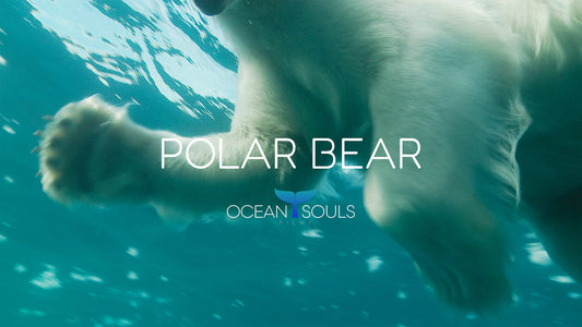 Polar bear