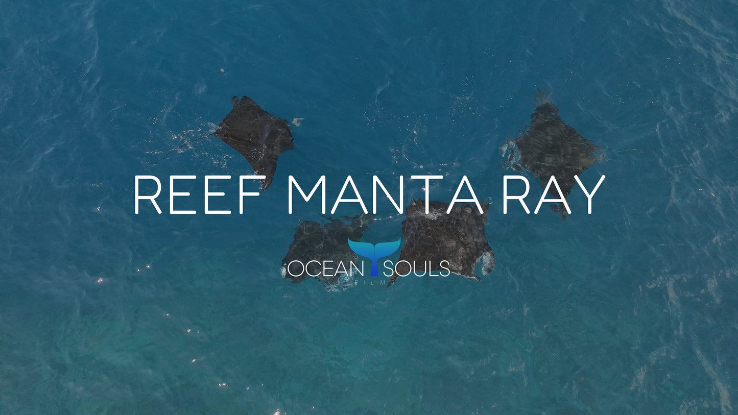Reef manta ray
