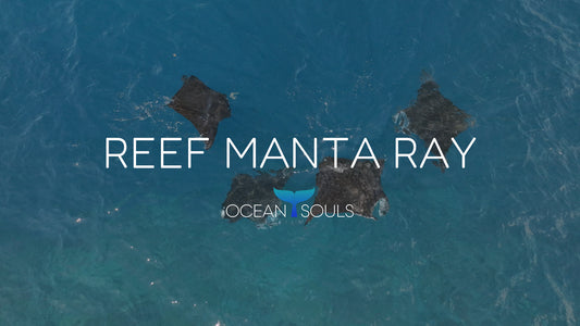 Reef manta ray