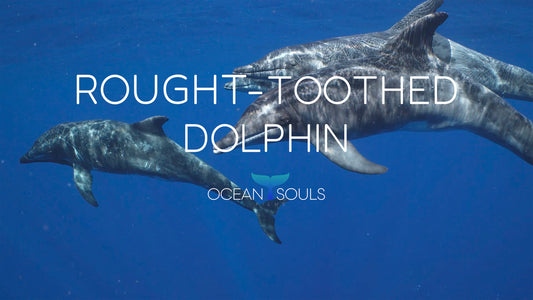Rough-toothed dolphin