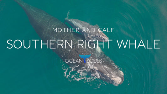 Southern right whale mother and calf