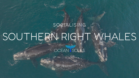 Southern right whale socializing