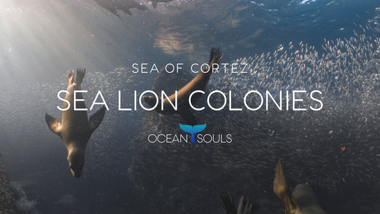 Sea lion colonies