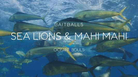 Sea lions & Mahi mahi