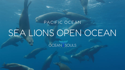 Sea lions open ocean