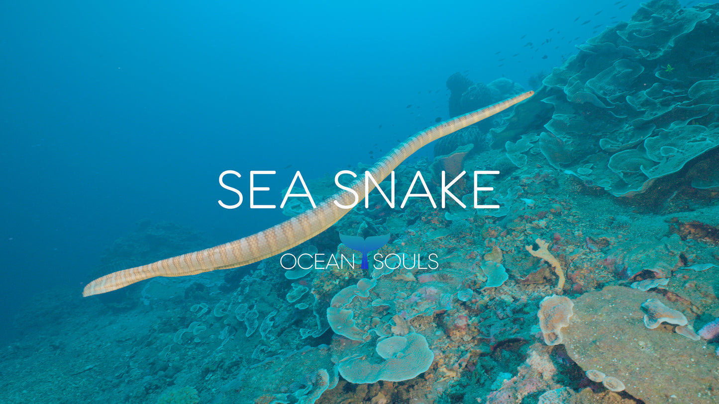 Sea snake