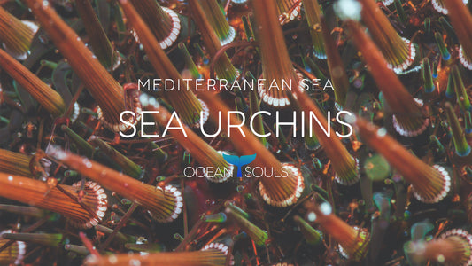 Mediterranean sea urchins