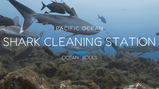 Shark cleaning station