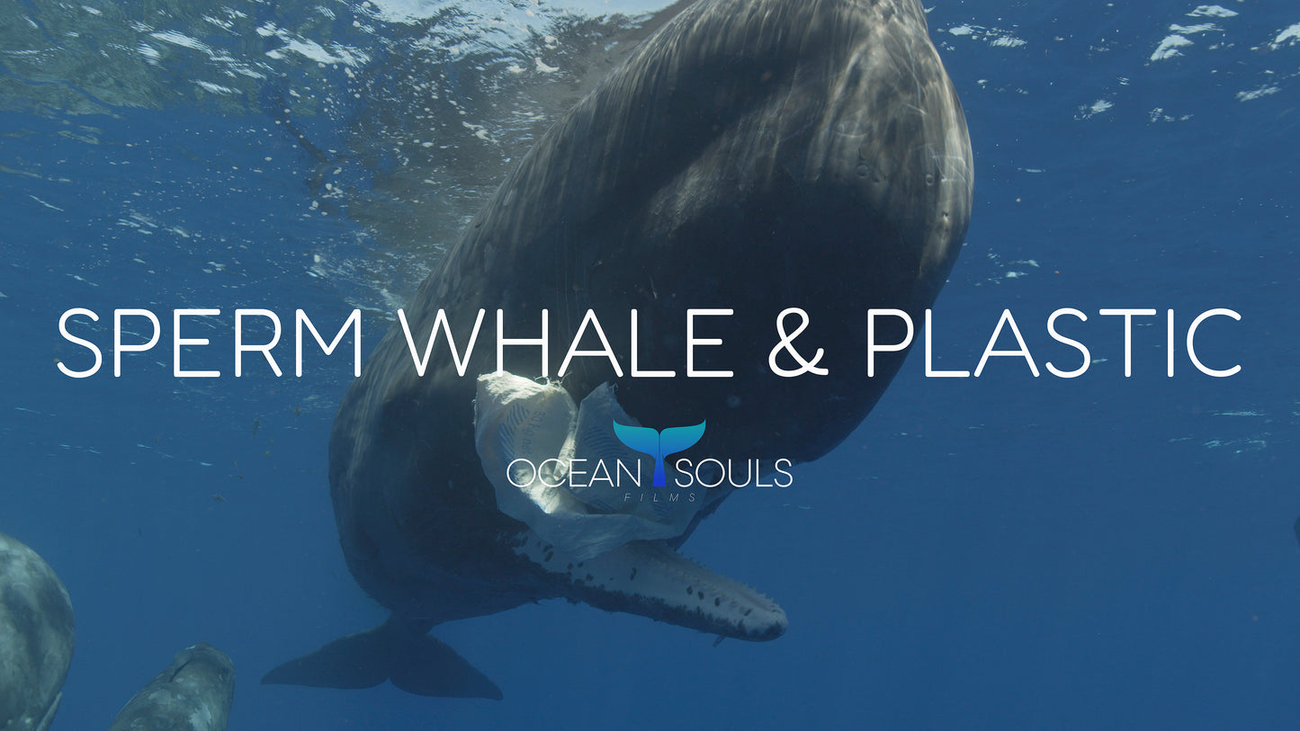 Sperm whale and plastic