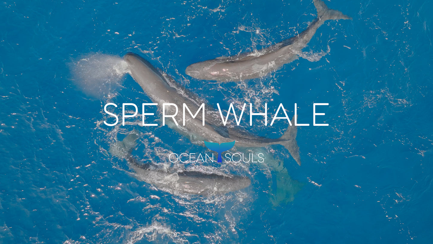 Sperm whale