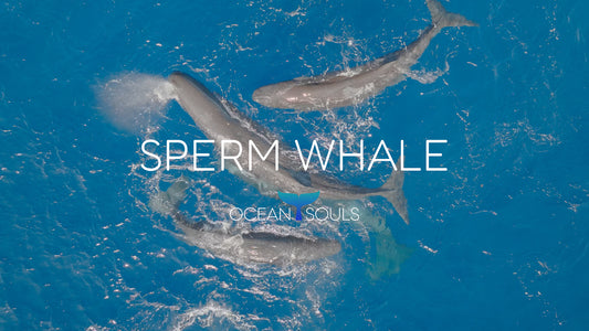 Sperm whale