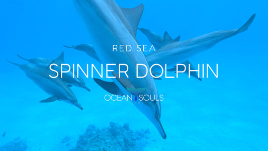 Spinner dolphin Red Sea