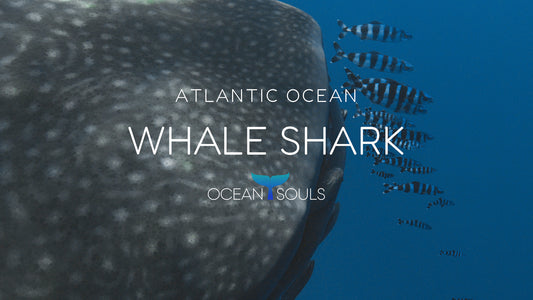 Whale Shark (Atlantic Ocean)